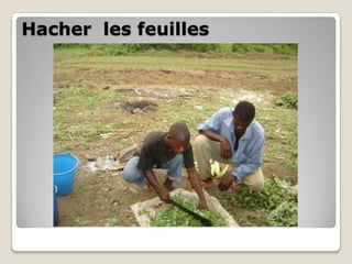 Hacher les feuilles
 