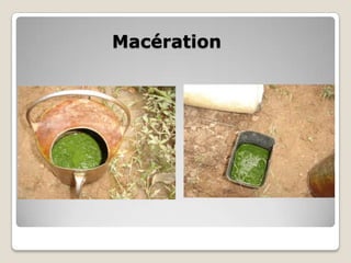 Macération
 