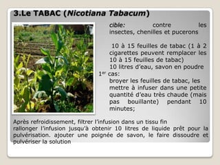 3.Le TABAC (Nicotiana Tabacum)
                                    cible:         contre           les
                                    insectes, chenilles et pucerons

                                     10 à 15 feuilles de tabac (1 à 2
                                    cigarettes peuvent remplacer les
                                    10 à 15 feuilles de tabac)
                                    10 litres d’eau, savon en poudre
                              1er   cas:
                                    broyer les feuilles de tabac, les
                                    mettre à infuser dans une petite
                                    quantité d’eau très chaude (mais
                                    pas bouillante) pendant 10
                                    minutes;

Après refroidissement, filtrer l’infusion dans un tissu fin
rallonger l’infusion jusqu’à obtenir 10 litres de liquide prêt pour la
pulvérisation. ajouter une poignée de savon, le faire dissoudre et
pulvériser la solution
 