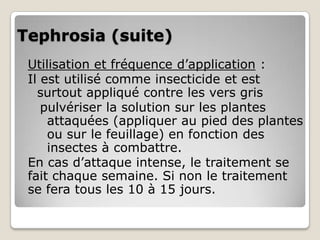 Tephrosia (suite)
 Utilisation et fréquence d’application :
 Il est utilisé comme insecticide et est
   surtout appliqué contre les vers gris
    pulvériser la solution sur les plantes
     attaquées (appliquer au pied des plantes
     ou sur le feuillage) en fonction des
     insectes à combattre.
 En cas d’attaque intense, le traitement se
 fait chaque semaine. Si non le traitement
 se fera tous les 10 à 15 jours.
 