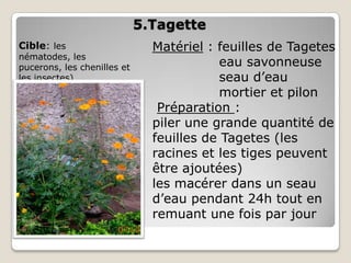 5.Tagette
Cible: les                     Matériel : feuilles de Tagetes
nématodes, les
pucerons, les chenilles et                 eau savonneuse
les insectes)                              seau d’eau
                                           mortier et pilon
                                Préparation :
                               piler une grande quantité de
                               feuilles de Tagetes (les
                               racines et les tiges peuvent
                               être ajoutées)
                               les macérer dans un seau
                               d’eau pendant 24h tout en
                               remuant une fois par jour
 