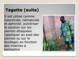Tagette (suite)
Il est utilisé comme
insecticide, nématicide
et aphicide. pulvériser
la solution sur les
plantes attaquées
(appliquer au pied des
plantes ou sur le
feuillage) en fonction
des insectes à
combattre
 