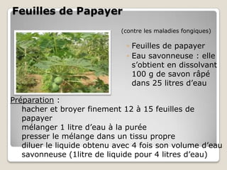 Feuilles de Papayer
                             (contre les maladies fongiques)

                              ◦ Feuilles de papayer
                              ◦ Eau savonneuse : elle
                                s’obtient en dissolvant
                                100 g de savon râpé
                                dans 25 litres d’eau

Préparation :
   hacher et broyer finement 12 à 15 feuilles de
   papayer
   mélanger 1 litre d’eau à la purée
   presser le mélange dans un tissu propre
   diluer le liquide obtenu avec 4 fois son volume d’eau
   savonneuse (1litre de liquide pour 4 litres d’eau)
 
