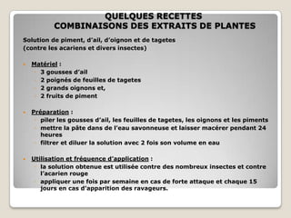 QUELQUES RECETTES
           COMBINAISONS DES EXTRAITS DE PLANTES
Solution de piment, d’ail, d’oignon et de tagetes
(contre les acariens et divers insectes)

   Matériel :
    ◦ 3 gousses d’ail
    ◦ 2 poignés de feuilles de tagetes
    ◦ 2 grands oignons et,
    ◦ 2 fruits de piment

   Préparation :
     ◦ piler les gousses d’ail, les feuilles de tagetes, les oignons et les piments
     ◦ mettre la pâte dans de l’eau savonneuse et laisser macérer pendant 24
       heures
     ◦ filtrer et diluer la solution avec 2 fois son volume en eau

   Utilisation et fréquence d’application :
     ◦ la solution obtenue est utilisée contre des nombreux insectes et contre
       l’acarien rouge
     ◦ appliquer une fois par semaine en cas de forte attaque et chaque 15
       jours en cas d’apparition des ravageurs.
 