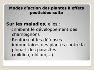 Modes d’action des plantes à effets
          pesticides suite


Sur les maladies, elles :
 ◦ Inhibent le développement des
   champignons
 ◦ Renforcent les défenses
   immunitaires des plantes contre la
   plupart des parasites
   (mildiou, oïdium,…).
 