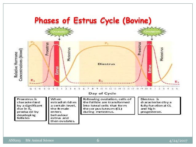 Preparation for ai lecture 4 estrous cycle in cattle diagram 