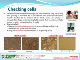 Checking cells
Prepared by:
MONOCLONAL ANTIBODY SECTION
1. Cells should be checked microscopically daily to ensure they ar...