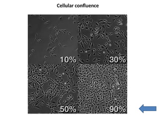 Preparation of cell line III_animal cell culture.pptx