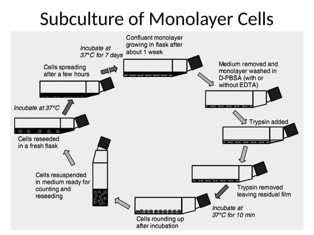 Preparation of cell line III_animal cell culture.pptx