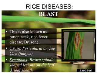 Spindel Rice Preparation of different agro chemical doses for field & pot ...