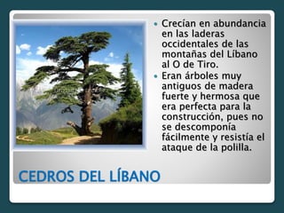 CEDROS DEL LÍBANO
 Crecían en abundancia
en las laderas
occidentales de las
montañas del Líbano
al O de Tiro.
 Eran árboles muy
antiguos de madera
fuerte y hermosa que
era perfecta para la
construcción, pues no
se descomponía
fácilmente y resistía el
ataque de la polilla.
 