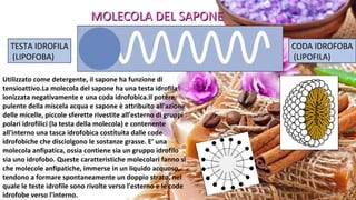 MOLECOLA DEL SAPONEMOLECOLA DEL SAPONE
TESTA IDROFILATESTA IDROFILA
(LIPOFOBA)(LIPOFOBA)
CODA IDROFOBACODA IDROFOBA
(LIPOFILA)(LIPOFILA)
Utilizzato come detergente, il sapone ha funzione di
tensioattivo.La molecola del sapone ha una testa idrofila
ionizzata negativamente e una coda idrofobica.Il potere
pulente della miscela acqua e sapone è attribuito all'azione
delle micelle, piccole sferette rivestite all'esterno di gruppi
polari idrofilici (la testa della molecola) e contenente
all'interno una tasca idrofobica costituita dalle code
idrofobiche che disciolgono le sostanze grasse. E’ una
molecola anfipatica, ossia contiene sia un gruppo idrofilo
sia uno idrofobo. Queste caratteristiche molecolari fanno sì
che molecole anfipatiche, immerse in un liquido acquoso,
tendono a formare spontaneamente un doppio strato, nel
quale le teste idrofile sono rivolte verso l'esterno e le code
idrofobe verso l'interno.
 