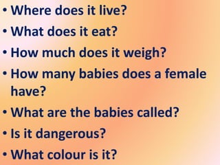 • Where does it live?
• What does it eat?
• How much does it weigh?
• How many babies does a female
have?
• What are the babies called?
• Is it dangerous?
• What colour is it?