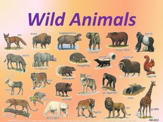 Wild Animals
 