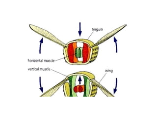 Exoskeleton Inside Insect skeleton of insect exoskeleton and endoskeleton | PPTX