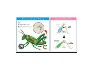 skeleton of insect exoskeleton and endoskeleton | PPTX