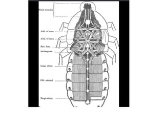 Exoskeleton Inside Insect skeleton of insect exoskeleton and endoskeleton | PPTX