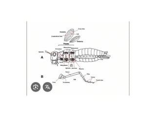 Exoskeleton Inside Insect skeleton of insect exoskeleton and endoskeleton | PPTX