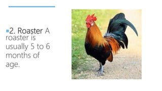 2. Roaster A
roaster is
usually 5 to 6
months of
age.
 