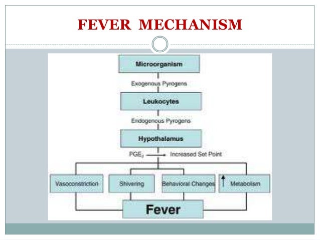 evolution of 4 mechanisms FEVER TO IGHT PREPARE evolution of 4 mechanisms FEVER TO IGHT PREPARE