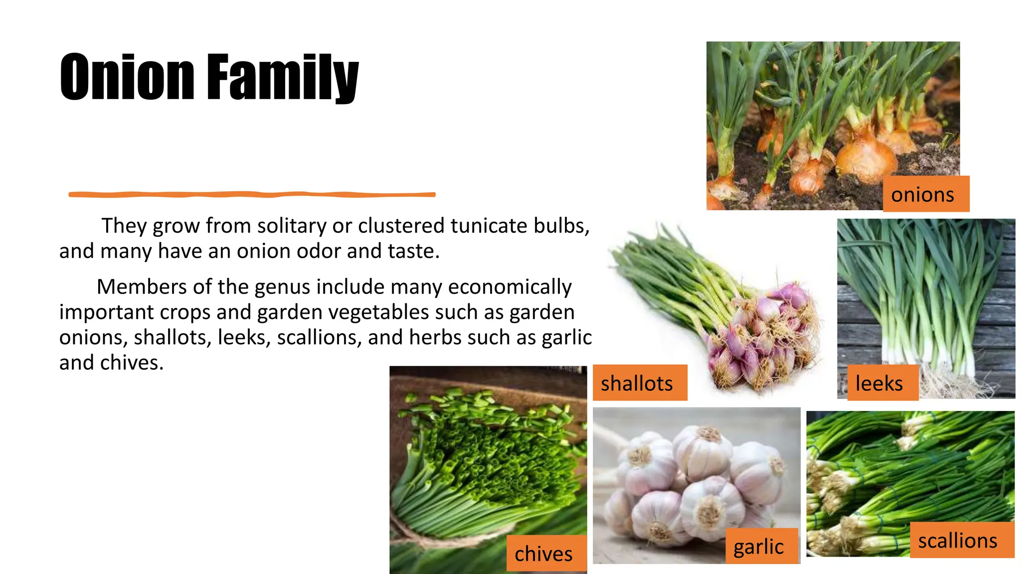 Onion Family
They grow from solitary or clustered tunicate bulbs,
and many have an onion odor and taste.
Members of the genus include many economically
important crops and garden vegetables such as garden
onions, shallots, leeks, scallions, and herbs such as garlic
and chives.
onions
shallots leeks
scallions
garlic
chives
 