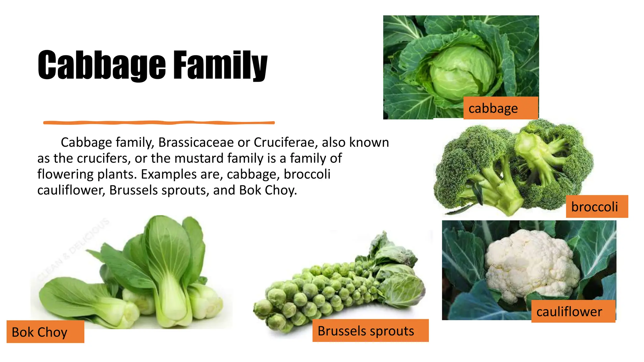 Cabbage Family
Cabbage family, Brassicaceae or Cruciferae, also known
as the crucifers, or the mustard family is a family of
flowering plants. Examples are, cabbage, broccoli
cauliflower, Brussels sprouts, and Bok Choy.
cabbage
broccoli
cauliflower
Brussels sprouts
Bok Choy
 