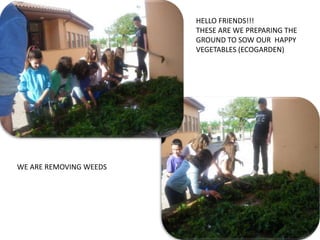 HELLO FRIENDS!!!
                        THESE ARE WE PREPARING THE
                        GROUND TO SOW OUR HAPPY
                        VEGETABLES (ECOGARDEN)




WE ARE REMOVING WEEDS
 