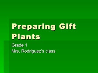 Preparing Gift Plants Grade 1  Mrs. Rodriguez’s class 