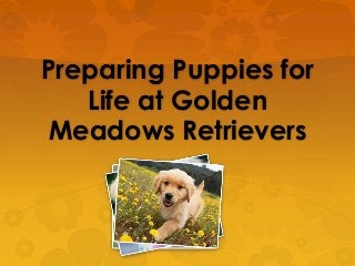 Preparing Puppies for
   Life at Golden
 Meadows Retrievers
 