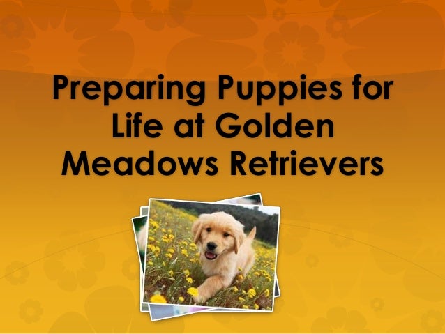 golden meadows retrievers