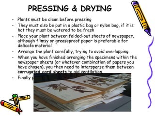 Preparing the herbarium | PPT