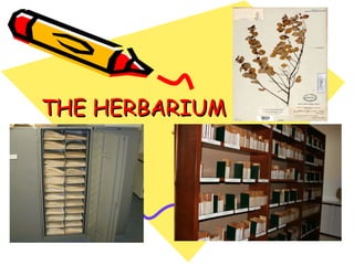 THE HERBARIUM 