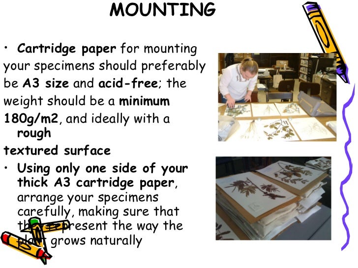 Preparing the herbarium