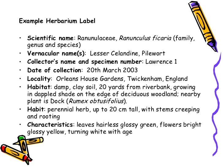 Preparing the herbarium