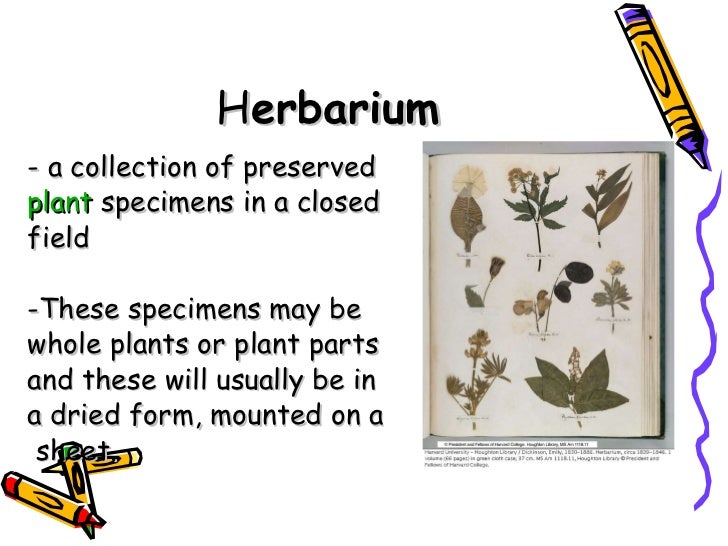 Preparing The Herbarium