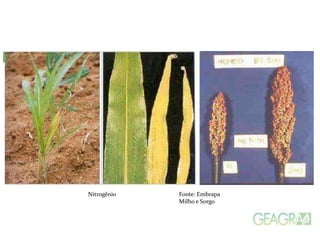 Deficiências
Nitrogênio Fonte: Embrapa
Milho e Sorgo
 
