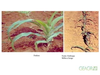 Fósforo Fonte: Embrapa
Milho e Sorgo
 