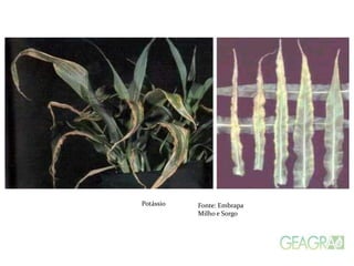 Potássio Fonte: Embrapa
Milho e Sorgo
 