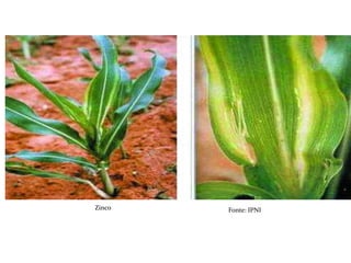 Fonte: IPNIZinco
 