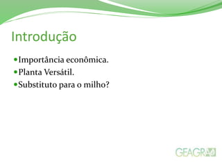 Introdução
Importância econômica.
Planta Versátil.
Substituto para o milho?
 