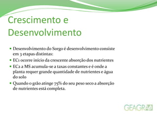 Crescimento e
Desenvolvimento
 Desenvolvimento do Sorgo é desenvolvimento consiste
em 3 etapas distintas:
 EC1 ocorre início da crescente absorção dos nutrientes
 EC2 a MS acumula-se a taxas constantes e é onde a
planta requer grande quantidade de nutrientes e água
do solo
 Quando o grão atinge 75% do seu peso seco a absorção
de nutrientes está completa.
 