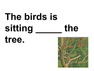 The birds is sitting _____ the tree.