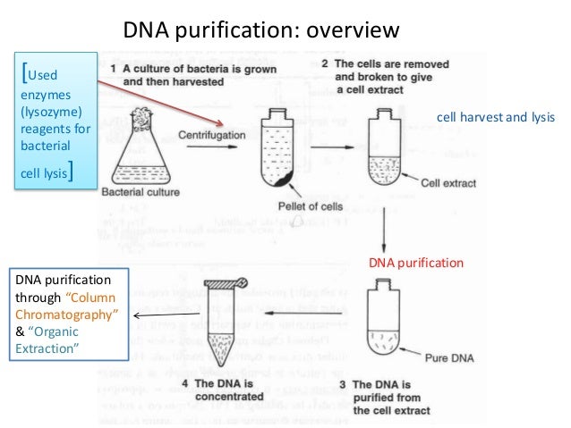 Preparation of plasmid dna by M.Waqas & Noman Hafeez Khosa