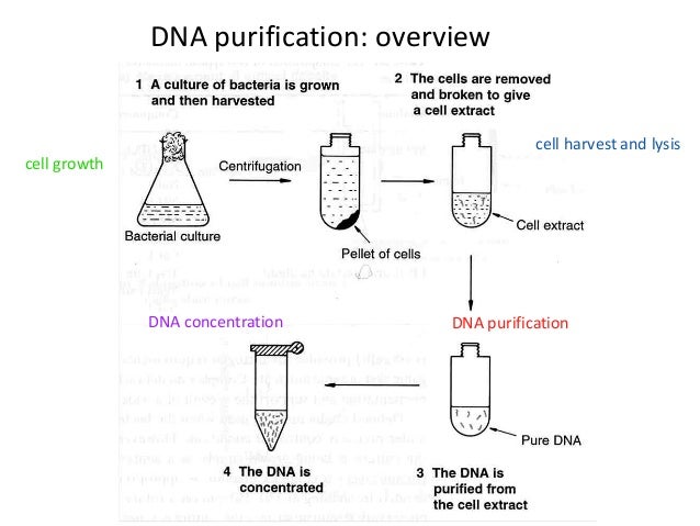 Preparation of plasmid dna by M.Waqas & Noman Hafeez Khosa