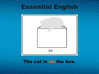 Essential English The cat is  on  the box. 