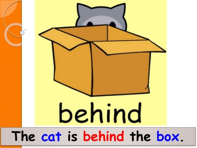 Cat In Box And Bird Video Cat In Box And Bird Video