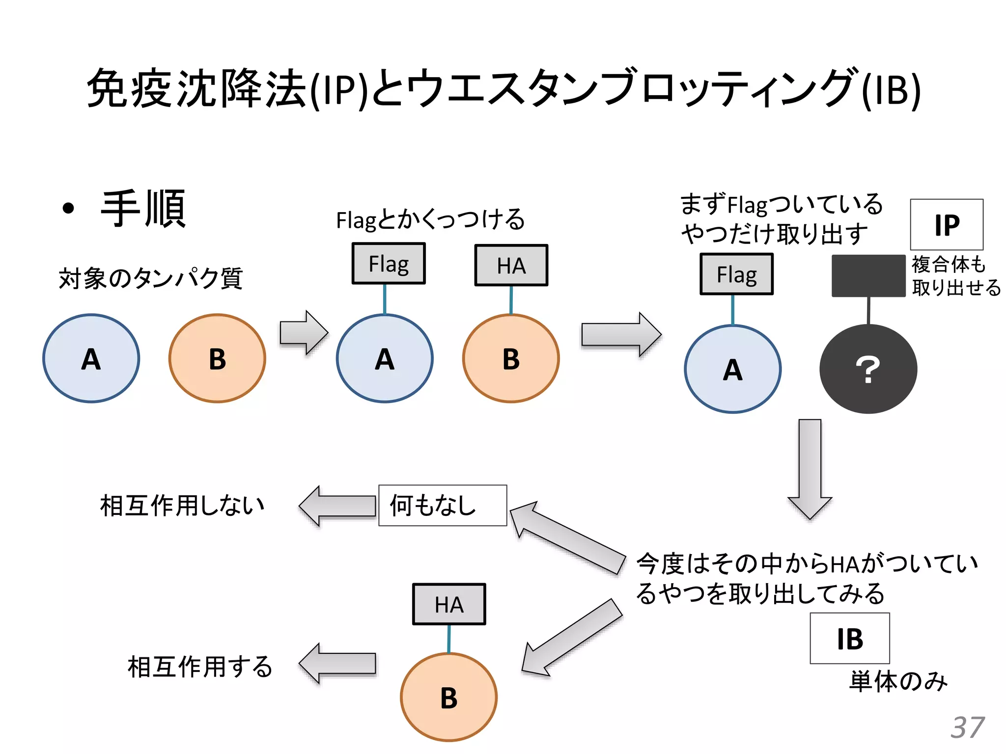 免疫沈降法(IP)とウエスタンブロッティング(IB)
• 手順
37
A B
Flag HA
A B
Flagとかくっつける
まずFlagついている
やつだけ取り出す
A
Flag
？
今度はその中からHAがついてい
るやつを取り出してみる
対象のタンパク質
B
HA
何もなし相互作用しない
相互作用する
IB
IP
複合体も
取り出せる
単体のみ
 