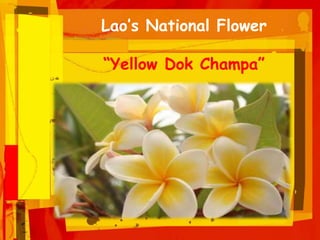 Lao’s National Flower
“Yellow Dok Champa”
 