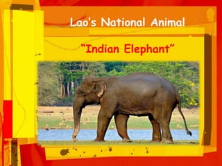 Lao’s National Animal
“Indian Elephant”
 