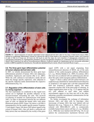 Alt et al. Adipose-derived regenerative cells
12
FIGURE 13  Clonal expansion of vascular associated human adipose-derived stem cells for five days in fetal bovine serum (FBS),
followed by multilineage differentiation induced by culturing the cells for three weeks in the respective induction media. (a-d) Culturing
of cells in FBS for 6 hours (a), 20 hours (b), 48 hours (c) and five days (d). (e-h) Induction of adipogenesis (mesoderm) (e),
osteogenesis (mesoderm) (f), hepatogenesis (endoderm) (g) and neurogenesis (ectoderm) (h), confirmed by Oil Red O staining (e) and
Alizarin Red S staining (f) as well as immunofluorescent detection of albumin (specific for hepatocytes) (g) and microtubule associated
protein 2 (MAP-2) (specific for neurons) (h). The scale bar represents 80 µm in (a-d), 100 µm in (e,f) and 40 µm in (g,h).
3.6. The three germ layer differentiation potential
of human adipose-derived stem cells
In 2007, we initially demonstrated the three germ layer
differentiation potential of human ASCs into adipocytes,
osteoblasts, hepatocytes and neurons (Bai et al., 2007).
While the cells cultured in non-inductive media did not
attain the lineage specific expression, cells subjected to
the specific induction media demonstrated the respective
differentiation (Fig. 15).
3.7. Regulation of the differentiation of stem cells
in a living organism
The first experiments we conducted in this regard were
carried out to highlight the possible influence of the
microenvironment surrounding the cells. This involved
co-culturing of neonatal rat cardiomyocytes with human
ASCs. In order to discriminate between the two different
types of cells, we labeled the human ASCs with green
fluorescent protein (GFP). Figure 16a shows a cell that is
immunopositive for the cardiac specific protein Troponin-
T (red signal). Figure 16b shows GFP (green signal) in the
cytosol of human ASCs. One cell shows a yellowish cell
body (arrow) that was obtained by the overlay of the green
signal (GFP) with a red signal originating from
immunofluorescent detection of MF20, one of the early
markers of the cardio-myogenic pathway differentiation
(c.f., e.g., Belema Bedada et al., 2005). In contrast, ASCs
that were not co-cultured with rat cardiomyocytes did not
show this early cardio-myogenic pathway differentiation.
Figure 17 shows a direct cell-cell contact between a rat
cardiomyocyte (identified by immunofluorescent detection
of Troponin-T; red signal) and a cell that expressed both
GFP and Troponin-T (yellowish signal). The latter
represents a human ASC at the latest stage of culturing. At
higher magnification (inset in Fig. 17) it appears that the
two cells adhered to each other, and reddish
microchannels appear to run from one cell to the other,
indicating a possible microchannel communication for the
exchange of information.
We further investigated the exchange of information
between ASCs and other cells by time-lapse video
microscopy of human ASCs that were labeled with red
Quantum dots (e.g., Yukawa et al., 2009) and were co-
cultured with MDA-MB-231 cells (a commercially
available human breast cancer cell line; c.f., e.g., Brinkley
et al., 1980) that were labeled with GFP (Fig. 18). In our
opinion the communication mechanism between cells
Preprints (www.preprints.org) | NOT PEER-REVIEWED | Posted: 17 April 2019 doi:10.20944/preprints201904.0200.v1
 